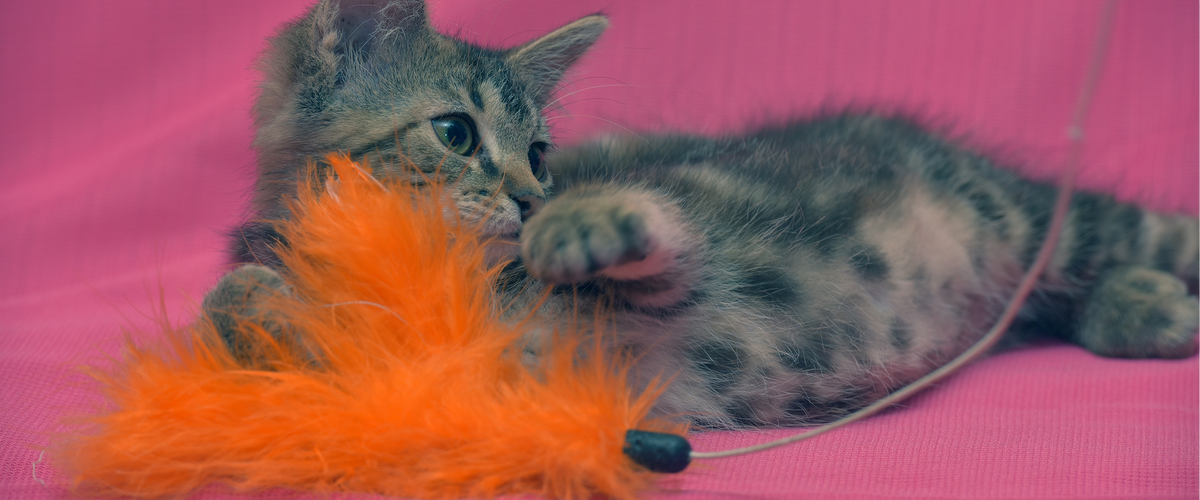 Tiny Paws, Big Joy