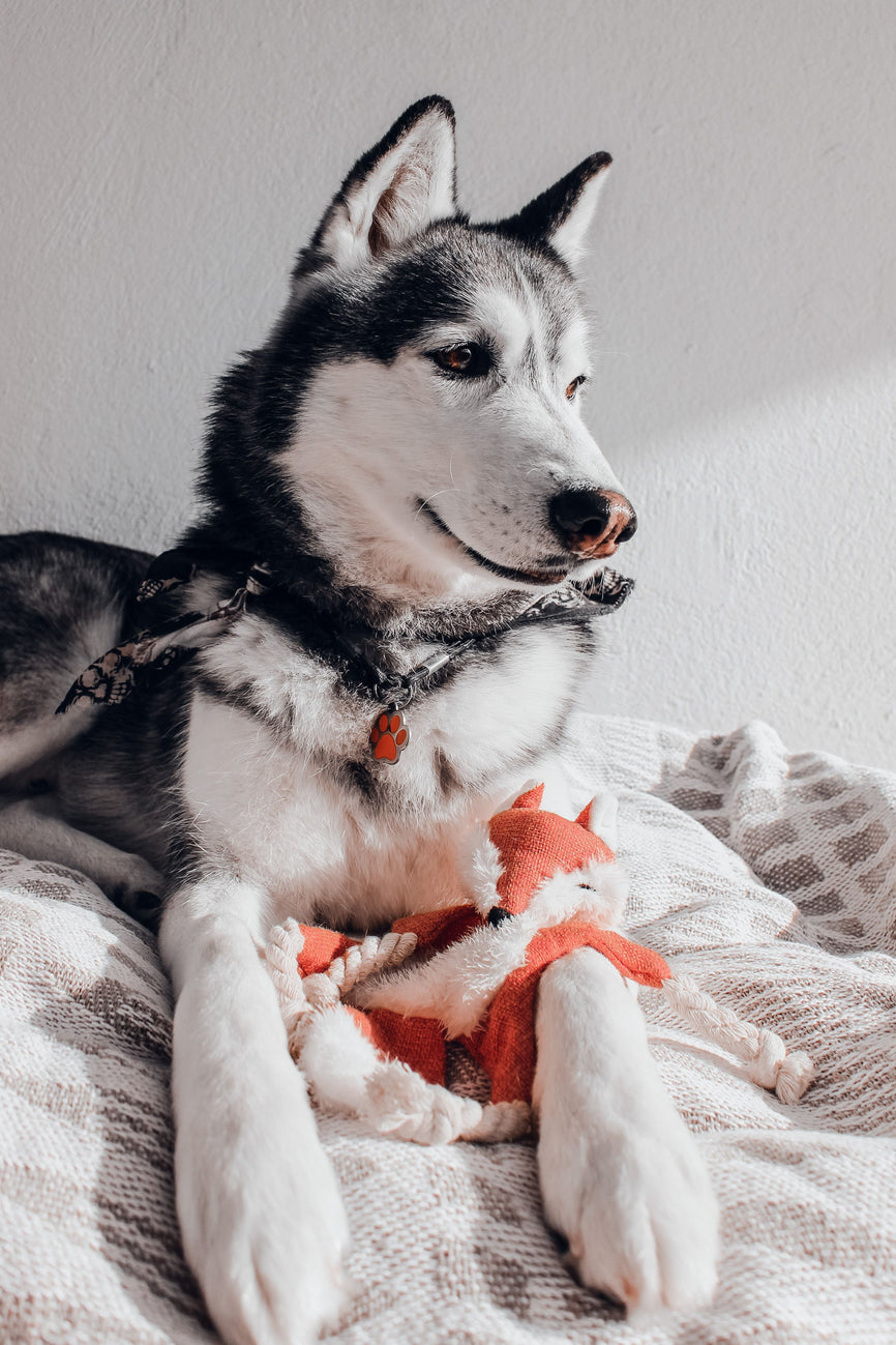 Big Breeds, Big Care