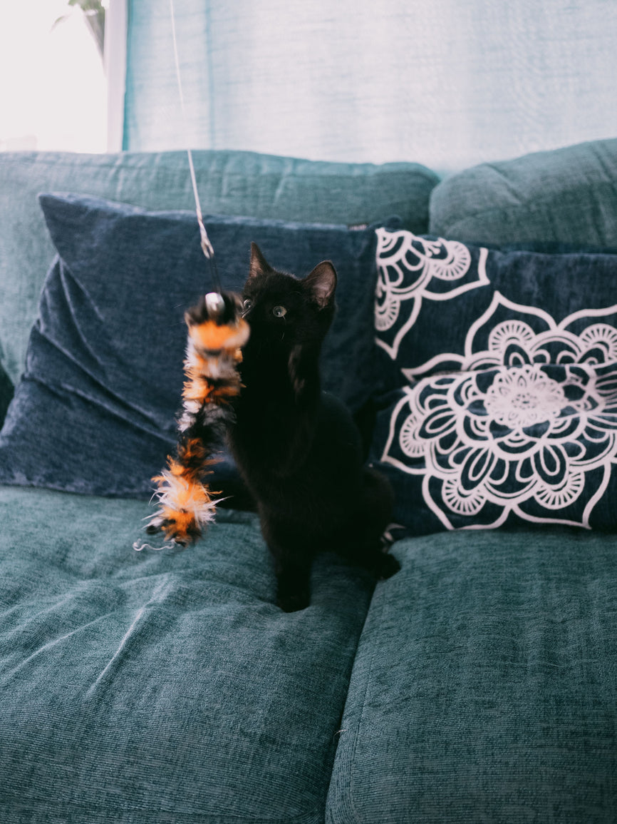 Feline Agility & Play