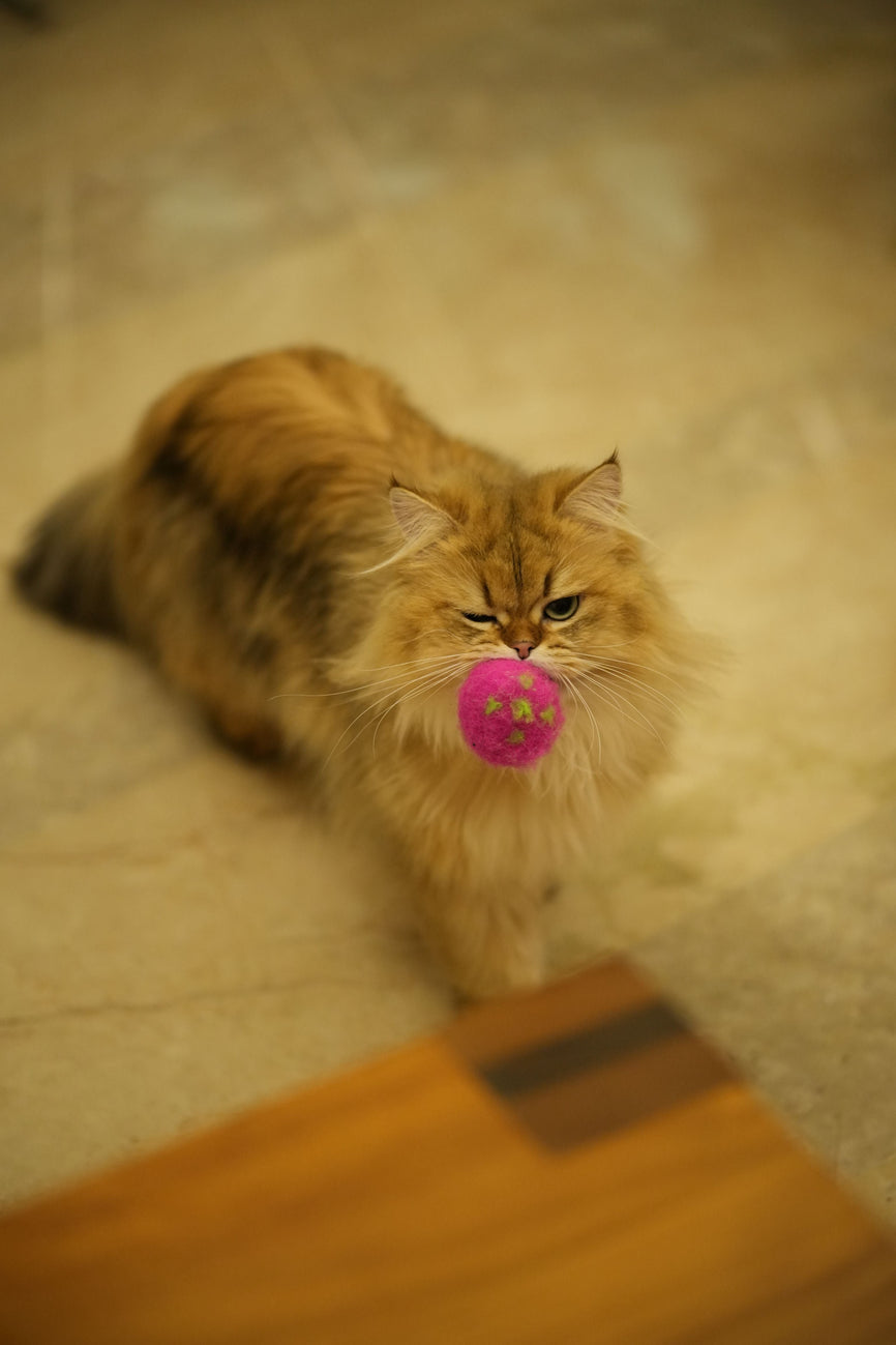 The Power of Play