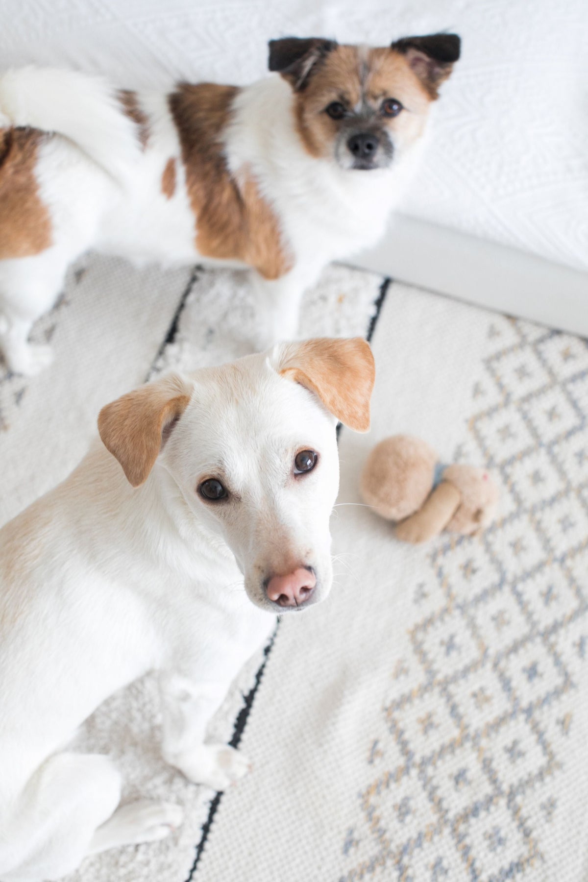 The Multi-Pet Household Guide