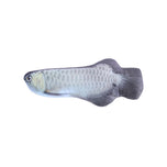 Soft Catnip Fish Plush Chew Toy for Cats